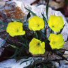 Oenothera Macrocarpa Fremontii Silver Wings